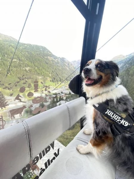 Kory bellissimo pastore australiano  | Foto 3