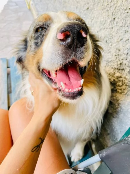 Kory bellissimo pastore australiano  | Foto 2