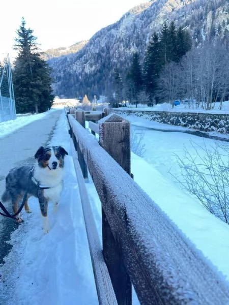 Kory bellissimo pastore australiano  | Foto 1