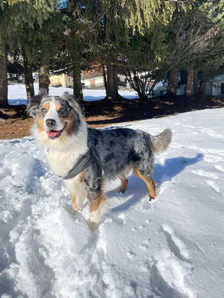 Kory bellissimo pastore australiano 