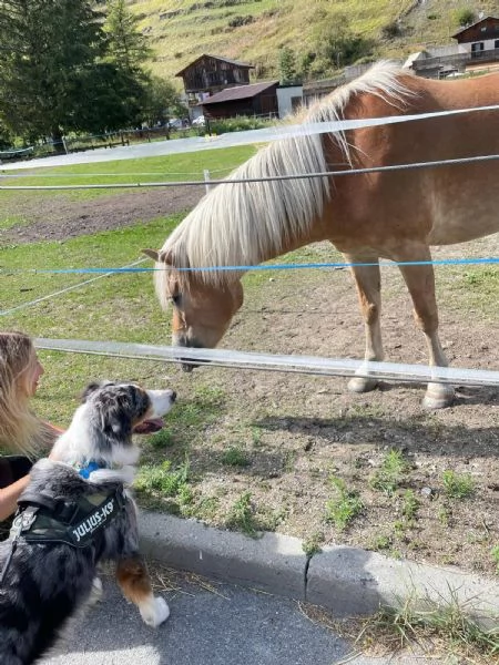Kory bellissimo pastore australiano  | Foto 0