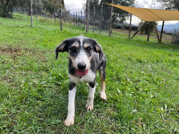 Pipistrello simpatico cucciolo mi segugio  | Foto 5