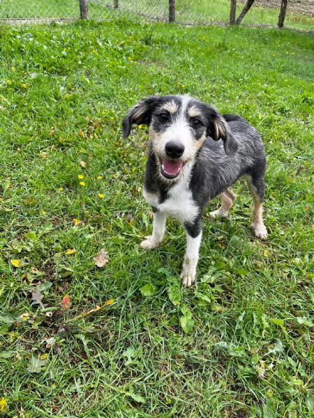 Pipistrello simpatico cucciolo mi segugio 