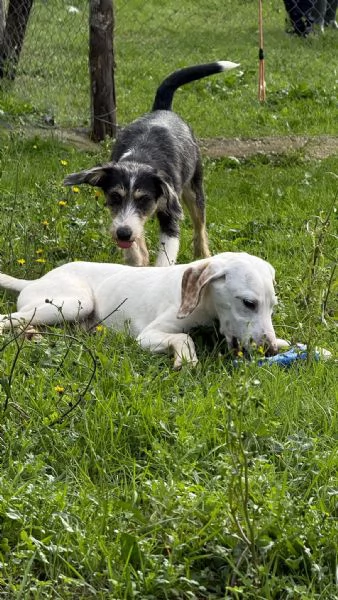 Pipistrello simpatico cucciolo mi segugio  | Foto 4