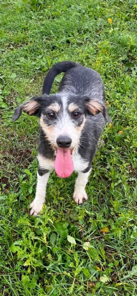 Pipistrello simpatico cucciolo mi segugio  | Foto 3