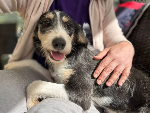 Pipistrello simpatico cucciolo mi segugio  | Foto 2