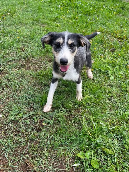 Pipistrello simpatico cucciolo mi segugio  | Foto 1