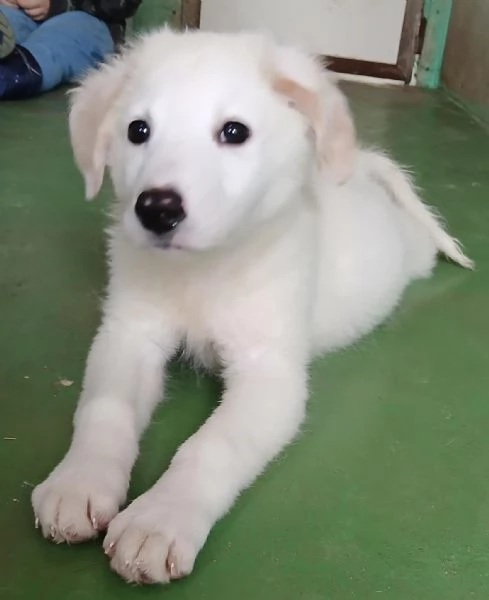 Ariel cucciola candida come la neve  | Foto 2