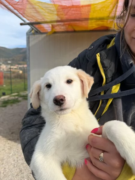 Simba e Baron cuccioli in cerca di casa  | Foto 4