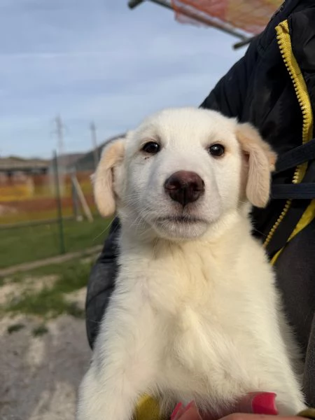 Simba e Baron cuccioli in cerca di casa  | Foto 3