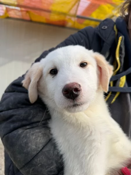 Simba e Baron cuccioli in cerca di casa 