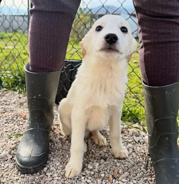 Simba e Baron cuccioli in cerca di casa  | Foto 2