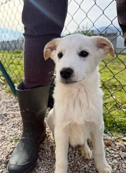 Simba e Baron cuccioli in cerca di casa  | Foto 1