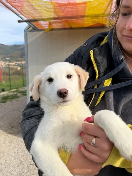 Simba e Baron cuccioli in cerca di casa  | Foto 0