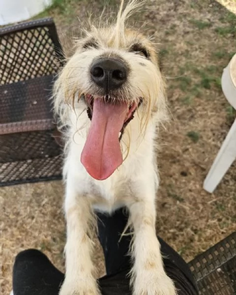 Baffo nanerottolo da sempre in canile 