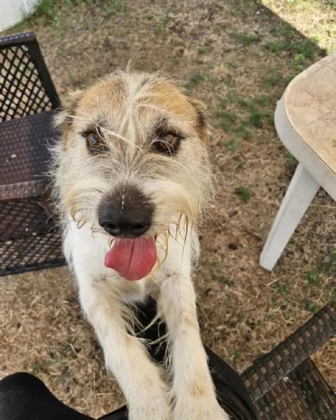 Baffo nanerottolo da sempre in canile  | Foto 3