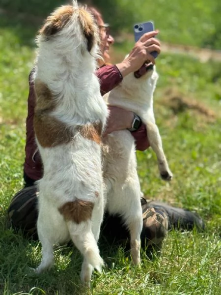 Baffo nanerottolo da sempre in canile  | Foto 2