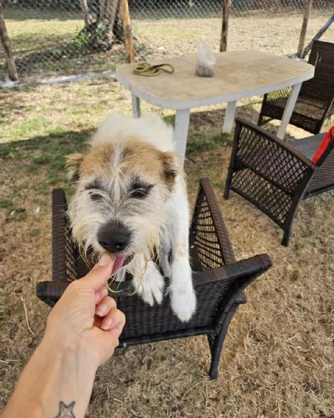 Baffo nanerottolo da sempre in canile  | Foto 0