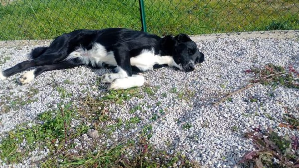 Pako andate oltre alla sua tagliaegrave dolcissimo  | Foto 5