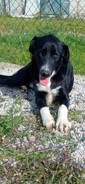 Pako andate oltre alla sua tagliaegrave dolcissimo  | Foto 4