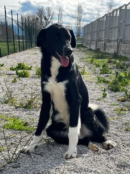 Pako andate oltre alla sua tagliaegrave dolcissimo 