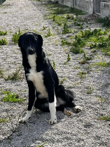 Pako andate oltre alla sua tagliaegrave dolcissimo  | Foto 1