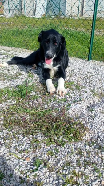 Pako andate oltre alla sua tagliaegrave dolcissimo  | Foto 0