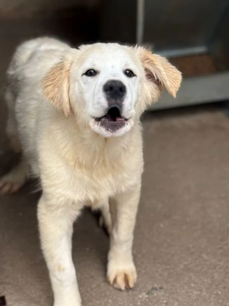 Ultimo cucciolo taglia media grande  | Foto 3