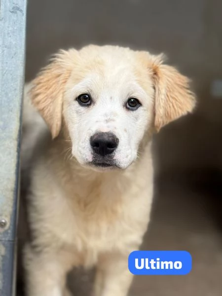 Ultimo cucciolo taglia media grande 