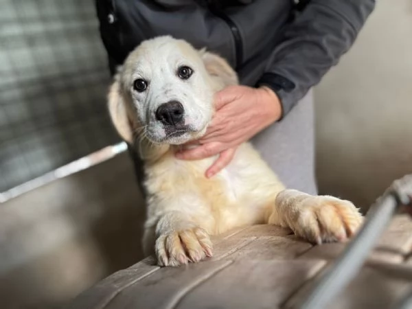 Ultimo cucciolo taglia media grande  | Foto 0