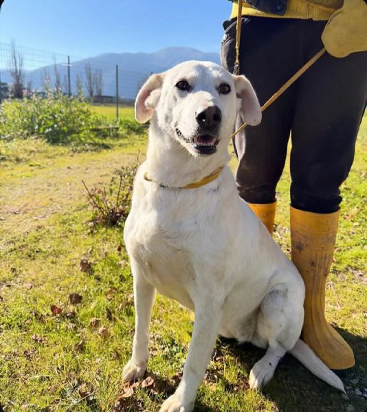 Stella cagnolona che non da problemi  | Foto 0