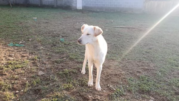 Ginny visibile a Pavia 