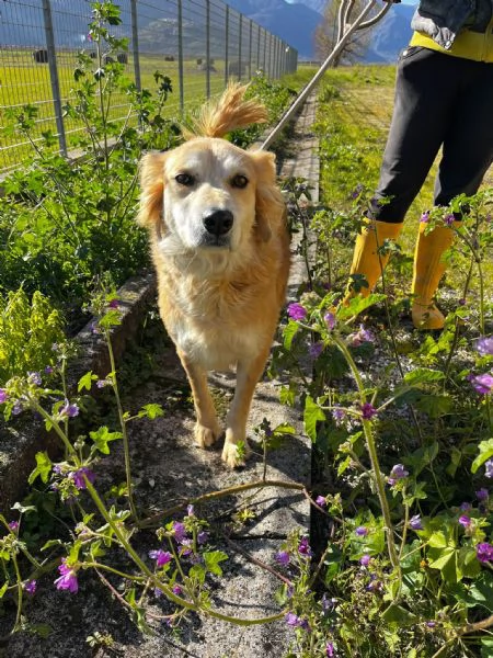 Salvo cagnolino dolcissimo che implora carezze 