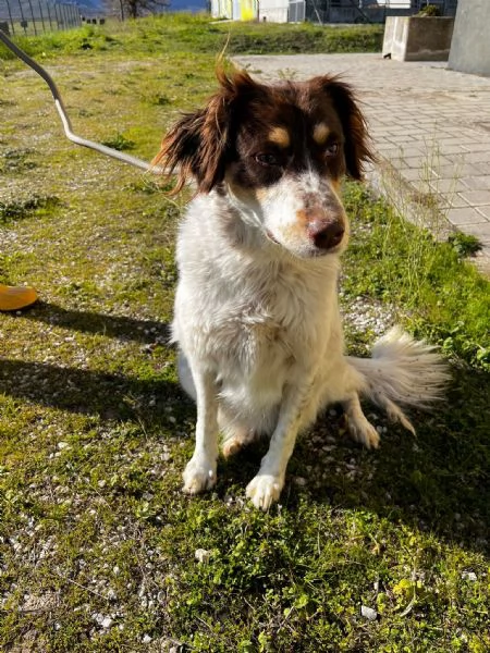 Molly anima innocente in un box | Foto 5