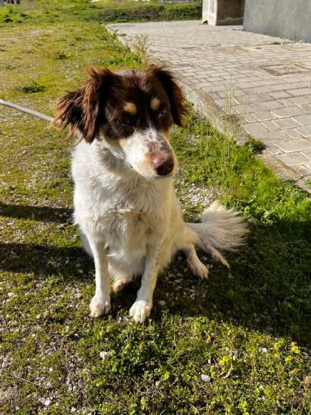 Molly anima innocente in un box