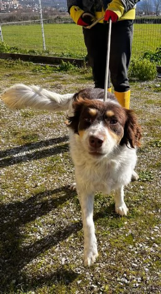 Molly anima innocente in un box | Foto 2