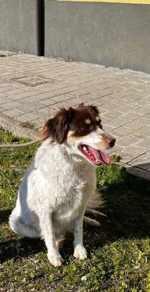 Molly anima innocente in un box | Foto 1