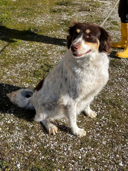 Molly anima innocente in un box | Foto 0