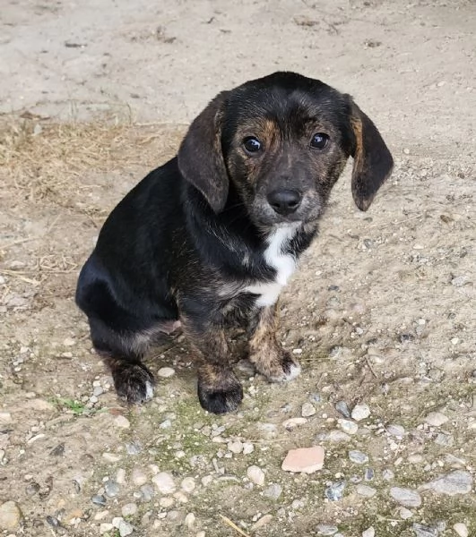 Mulan cucciola futura taglia media contenuta  | Foto 0