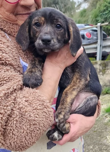 Mulan cucciola futura taglia media contenuta 