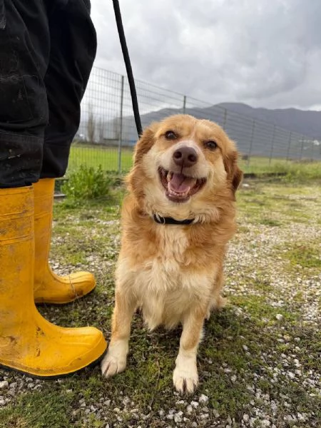 Janine cagnolino dolcissimo a Genova  | Foto 6