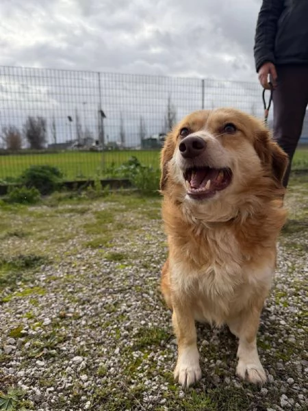 Janine cagnolino dolcissimo a Genova  | Foto 5