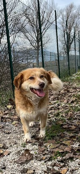 Janine cagnolino dolcissimo a Genova  | Foto 4