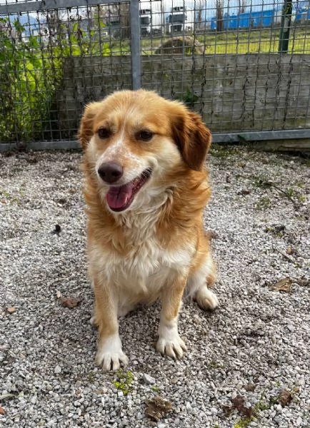 Janine cagnolino dolcissimo a Genova  | Foto 3