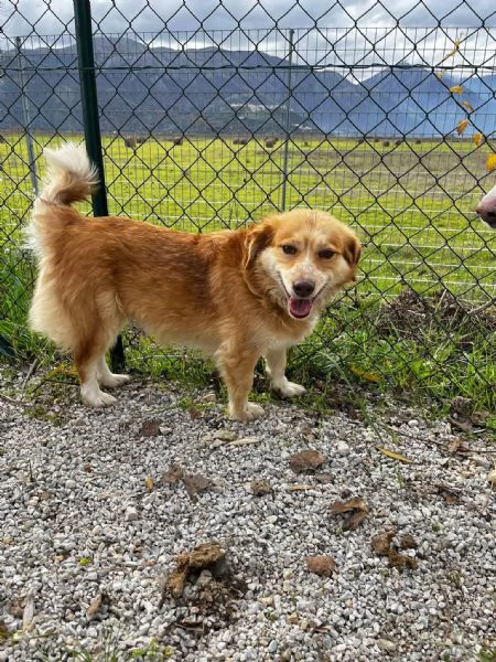 Janine cagnolino dolcissimo a Genova  | Foto 2