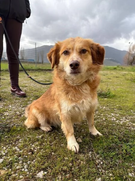 Janine cagnolino dolcissimo a Genova 
