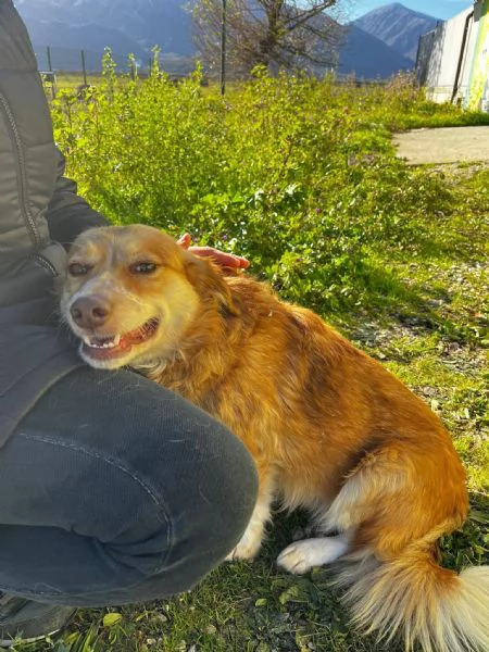 Janine cagnolino dolcissimo a Genova  | Foto 1