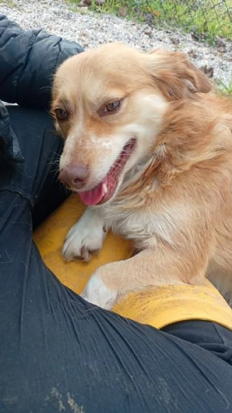 Janine cagnolino dolcissimo a Genova  | Foto 0