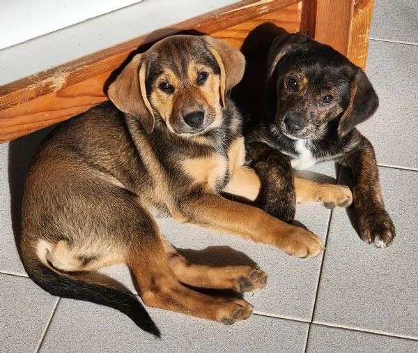 Xena cucciola con un super musetto 