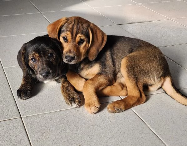 Xena cucciola con un super musetto  | Foto 5